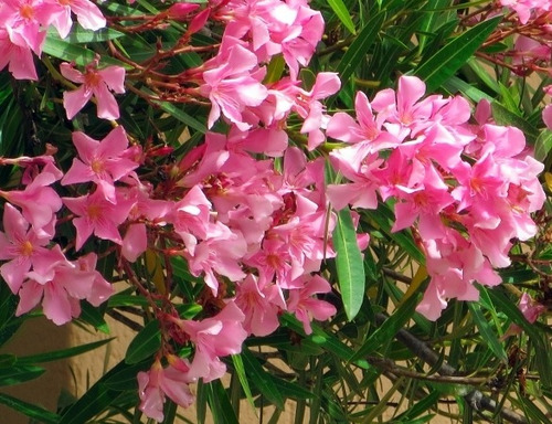 Muda De Espirradeira Rosa Lindo Arbusto P/ Casas E Calçada