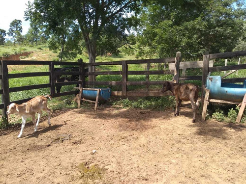 Imagem 18 de 19 de Fazenda Para Comprar No Fazenda Minama Em Santana De Pirapama/mg - 1731