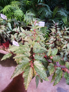 Plantas De Begonia Doble | MercadoLibre ?