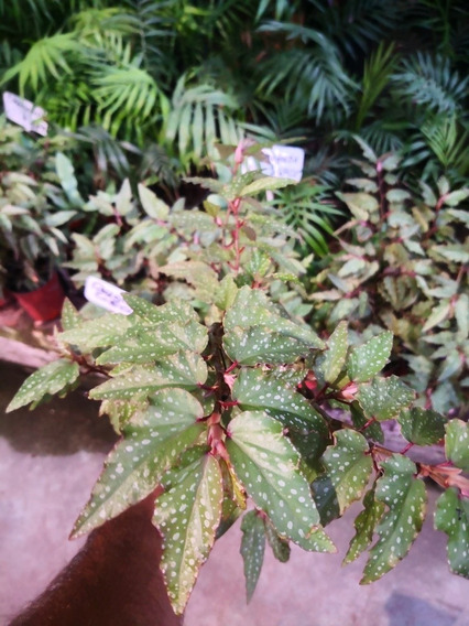 Plantas Begonia | MercadoLibre ?