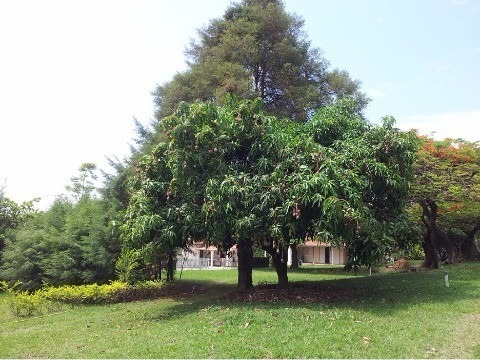 Rural - Venda - Medeiros - Cod. 796 - V796