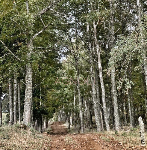 Terreno Construccion En Venta En Los Muermos