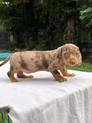 Cachorros Teckel Salchicha Arlequin 