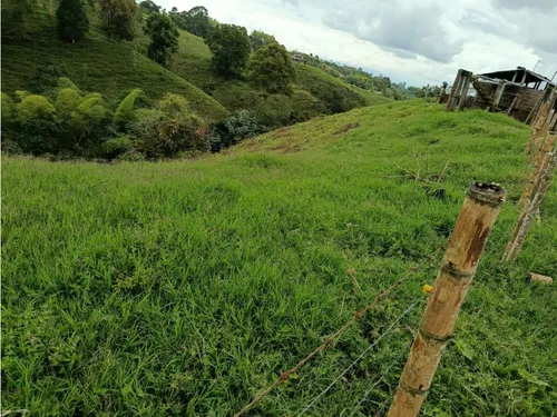 Venta Finca Filandia A Borde De Carretera - 20 Cuadras