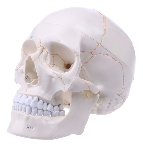 Cranio Anatomia Caveira Incrível Detalhes Anatômica
