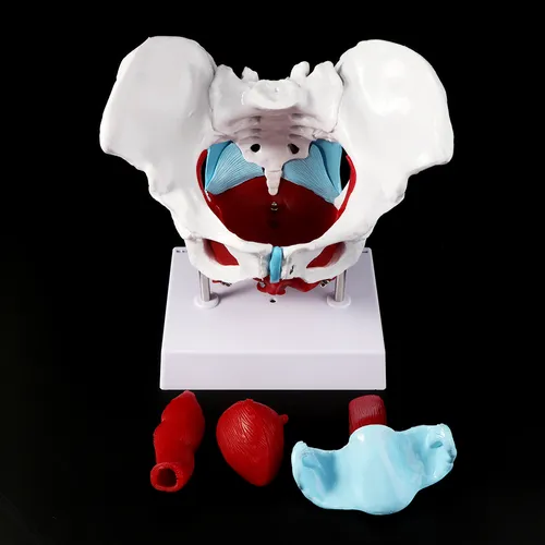 Modelo De Músculo Pélvico De La Pelvis Femenina, Útero, Ovar