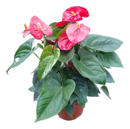 Planta De Interior Anturio Anthurium Scherzerianum M24