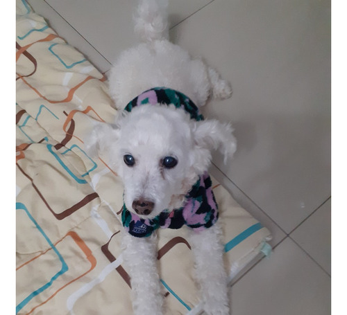 Perro Caniche Mini Toy P Cruzar C Perra, Excelente Compañero
