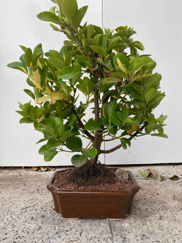 Bonsai De Ebonimus Variegado
