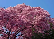 Comprar Tabebuia Rosa Flor De Primavera Semillas Arbol Primavera
