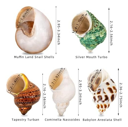 5 Conchas De Cangrejo Ermitaño Medianas Y Grandes | Tamaño D