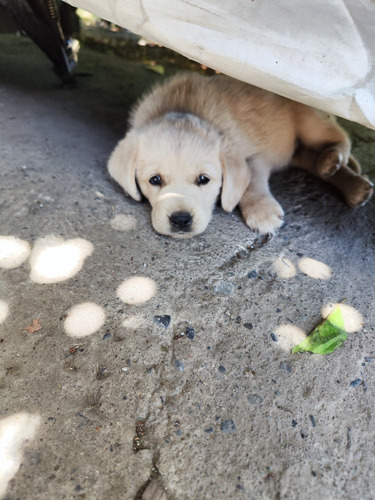 Vendo Lindos Cachorros 