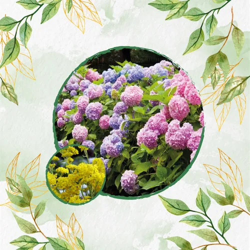 comprar Combo De Fertilizantes Aminoácidos Para Aliso Amarillo