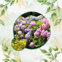 Comprar Combo De Fertilizantes Aminoácidos Para Aliso Amarillo