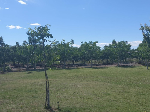Imagen 10 de 13 de Vendo Hermosa Finca En Tupungato, Mendoza