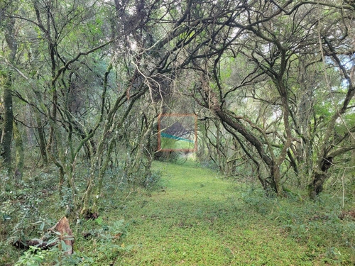 Imagen 10 de 23 de Campo Turístico 38 Hás En Zanja Del Tigre
