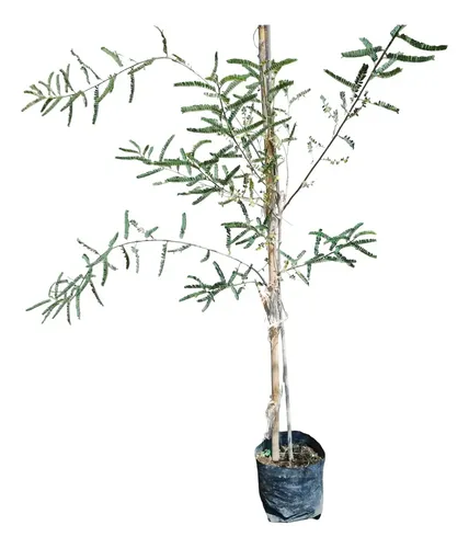 Arbolito De Palo Azul Palo Dulce Con Envio | MercadoLibre