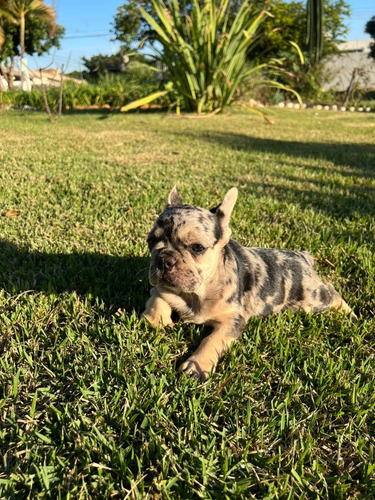 Maravilhosos Filhotes De Bulldog Francês Exóticos!