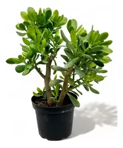 Comprar Planta Plantas Que Traen Suerte En Los Negocios