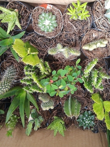 Imagen 6 de 10 de Suculentas Y Cactus 30pz. Más Costo De Envío.