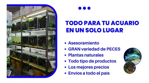 Peces Locha Dojo Agua Fria - Acuaworld