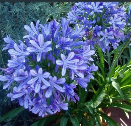 Envío GRATIS con más de $ 15 Envío el mismo día Productos de calidad  Agapanto Lirio AFRICANO agapanthus FLOR AZUL 100 semillas seeds  