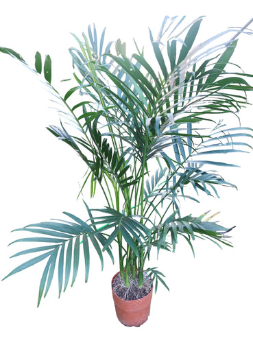 Palmera Areca 1.5m Envío Gratis 