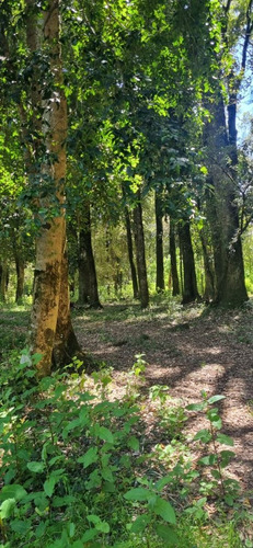 Parcelas A 2 Minutos Del Lago Rupanco, Acceso A Rio