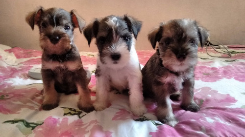 Vendo Hermosos Cachorros Shnauzer