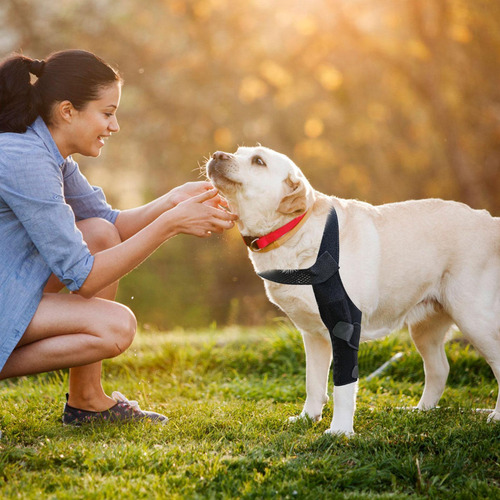 Soporte De Cadera Para Perro Soporte Para Patas Traseras De