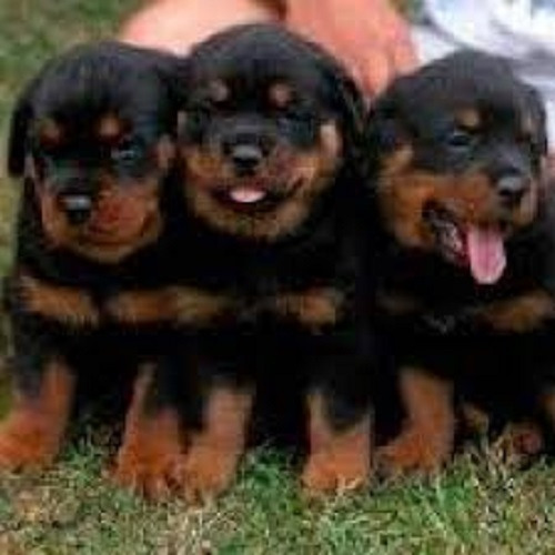 Lindos Rotweiller Aleman En 350 Por Perro