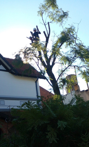 Imagen 7 de 12 de Poda De Arboles Tala Extracciones Palmera Whatsap 1528694955