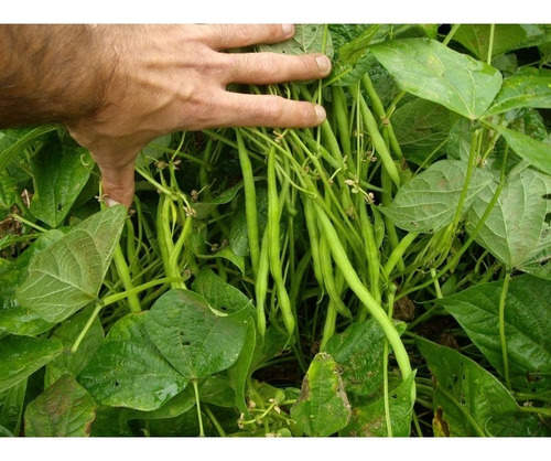 Poroto Enano Verde - Frijol - Judias X 100 Grs