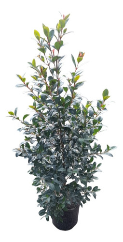 Eugenia Arbusto 80 Cm Crecimiento Rápido Para Cerco Deco