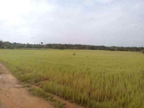 Imagen 4 de 9 de Se Vende Finca En Morichales Sector Cachipo Punceres Ve01-1029pu-mimot