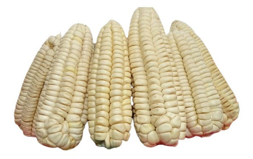 40 Sementes De Milho Branco Gigante Cuzco Ou Peruano