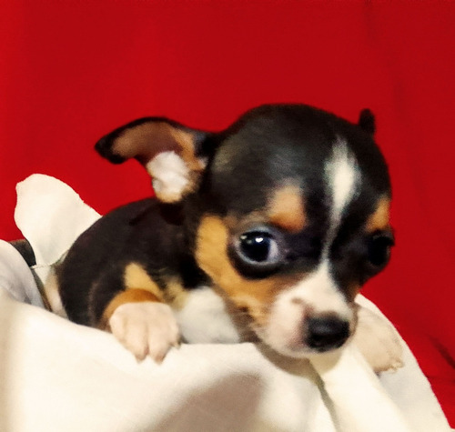 Chihuahua