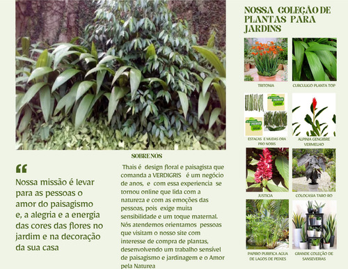 15 Íris Azul Roxeada Graúdas Idade De Florir - Neomarica