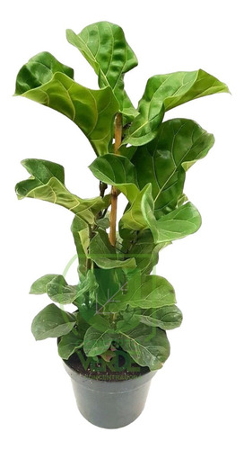 Ficus Lyrata