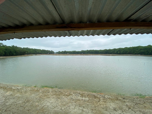 Imagen 11 de 12 de Camaronera De Venta En Guayquil, Taura, Canal De Matorrillos