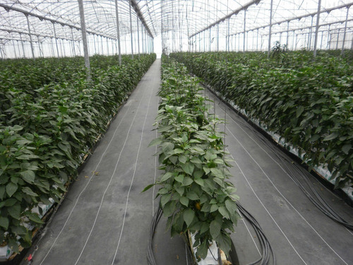 Imagen 7 de 10 de Ground Cover O Malla Antimaleza 2m Ancho X 100m Largo