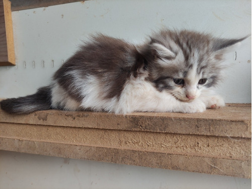 Maine Coon Filhote