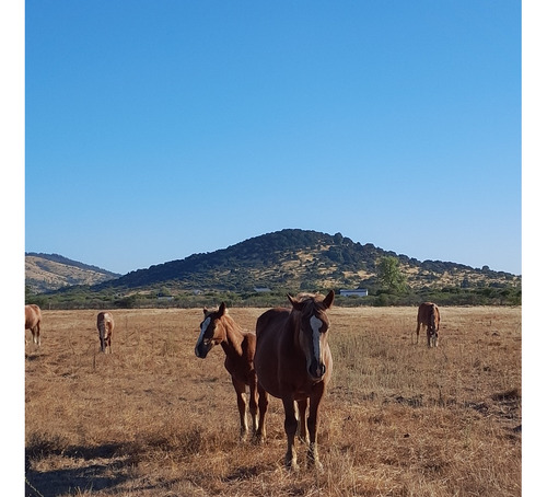Terrenos En Cura-cura Retiro/parral