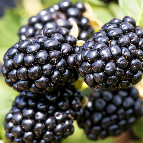 Blackberry Seeds For Planting - Mas De 200 Semillas Sin Omg