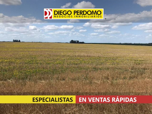 Campo En Venta 42 Has, San José De Mayo