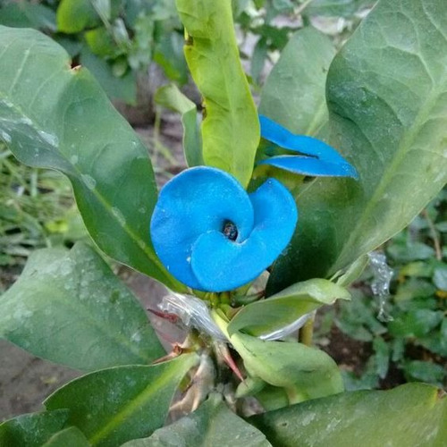 Esqueje De Corona De Cristo Azul  + Abono 