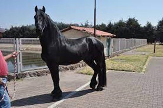 Caballos Frisones Baratos Mercadolibre Com Mx