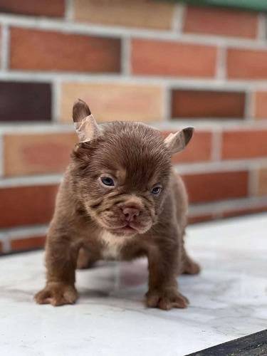 Bulldog Frances Fluffy Precio Colombia