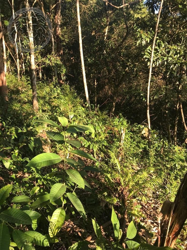 Imagem 5 de 6 de Terreno - Ribeirao Da Ilha - Ref: 1263 - V-1300