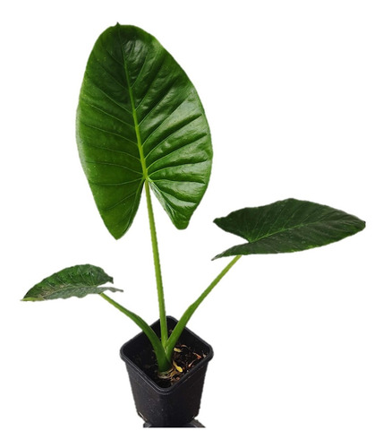 Manto De Eva Alocasia Planta De Interior 